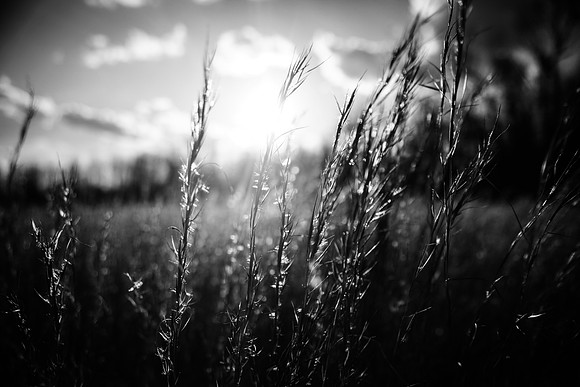 Winter Grass