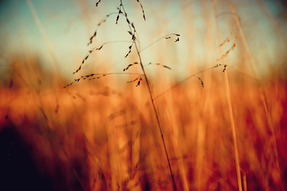 Autumn Field