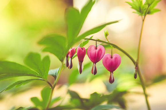 Bleeding Hearts