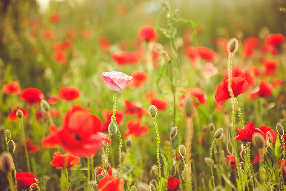 One Pink Poppy