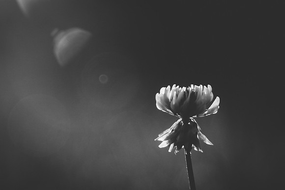 Clover