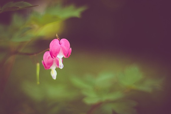 Two Hearts