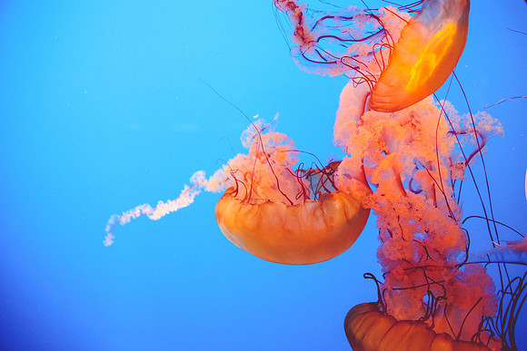 Jellyfish